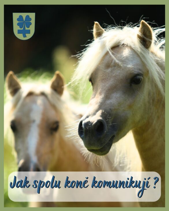 komunikace